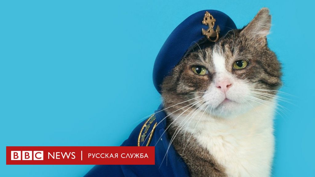 Британские коты на службе: коты-трудяги и коты-герои - BBC News Русская  служба