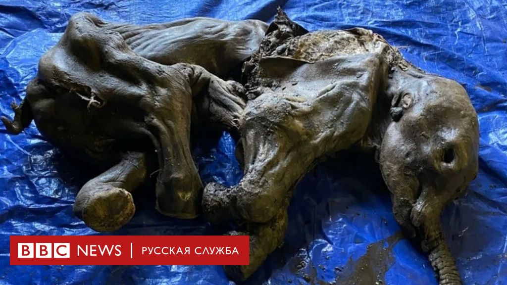 В Гомельской области Белоруссии нашли останки мамонта