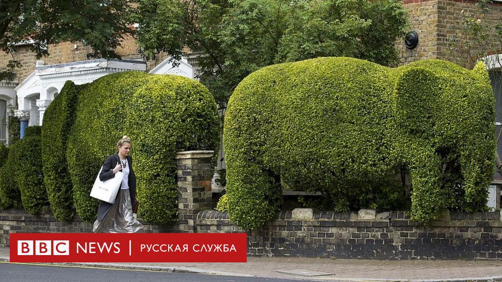 Лучшие деревья для очистки воздуха.