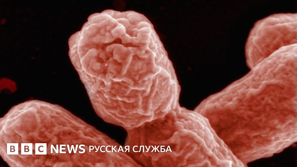 Британские ученые: состав кишечных бактерий влияет на распределение ...