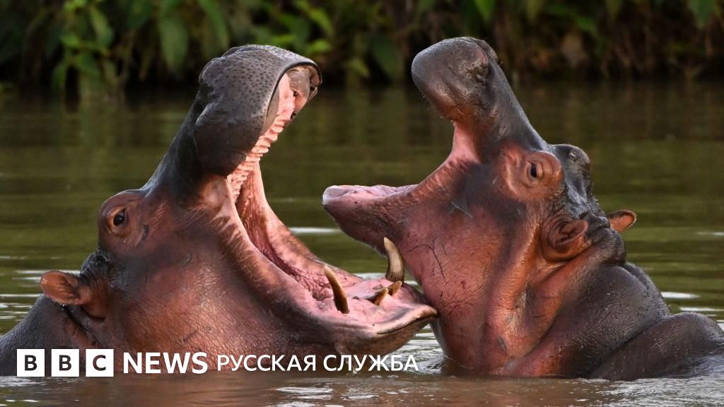 Почему Колумбия хочет отстреливать «кокаиновых бегемотов» Пабло Эскобара