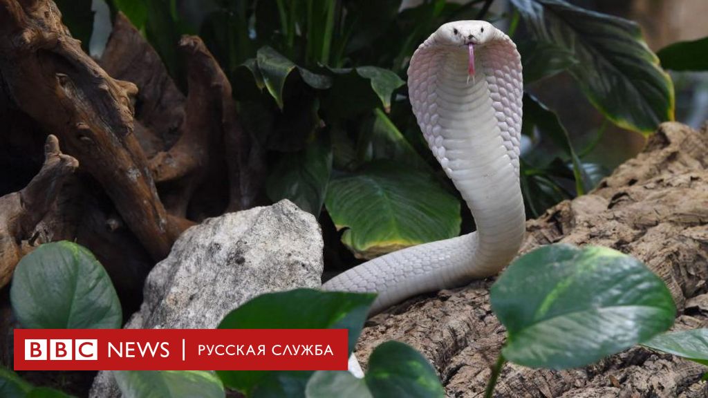 Американец в течение 18 лет вкалывал себе яд змей. Из его крови ученые сделали противоядие