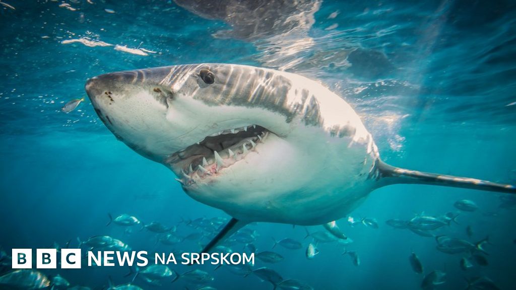 Napadi ajkula u Egiptu: Dve žene umrle, zatvorene plaže na obali ...