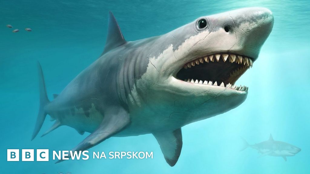 Životinje: Borba za hranu možda je uticala na istrebljenje megalodona ...