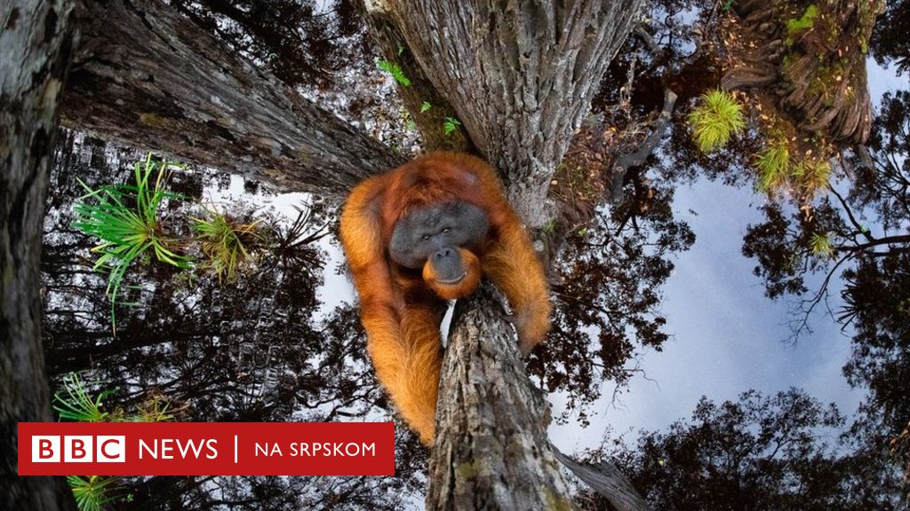 Fotografija I Zivotinje Najbolje Iz Prirode Za 2021 Godinu Bbc News Na Srpskom