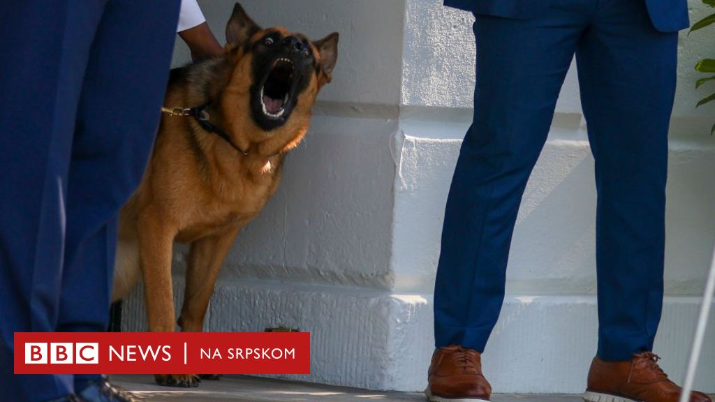 America, the White House and animals: Biden’s dog Commander bites again