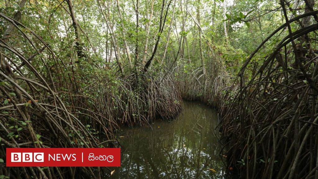 Заросли разбор. Мангровые заросли Шри Ланка. Шри Ланка мангровый лес. Мангровые леса на Шри Ланке. Мангровые леса Маргарита.