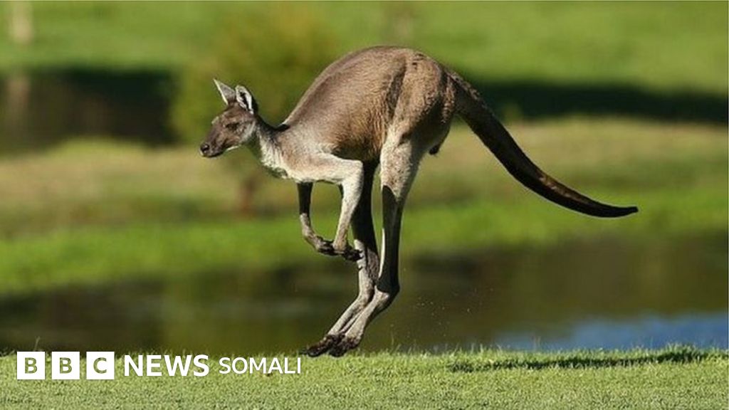 Australia: Dalxiisayaashu ma quudin karaan Kangaroo - BBC ...