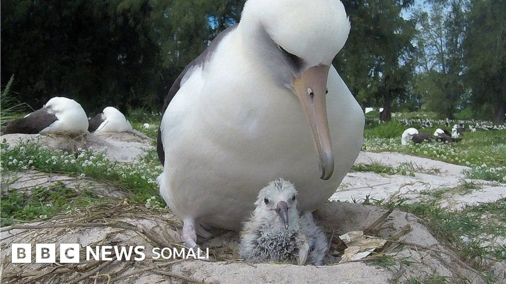 Yovvoyi plyaj, hamma yalangoch