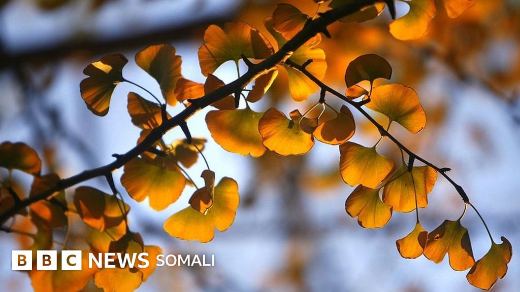 Keksa xonimlar porno bilan zavqlanishadi Xotin it bilan jinsiy aloqada