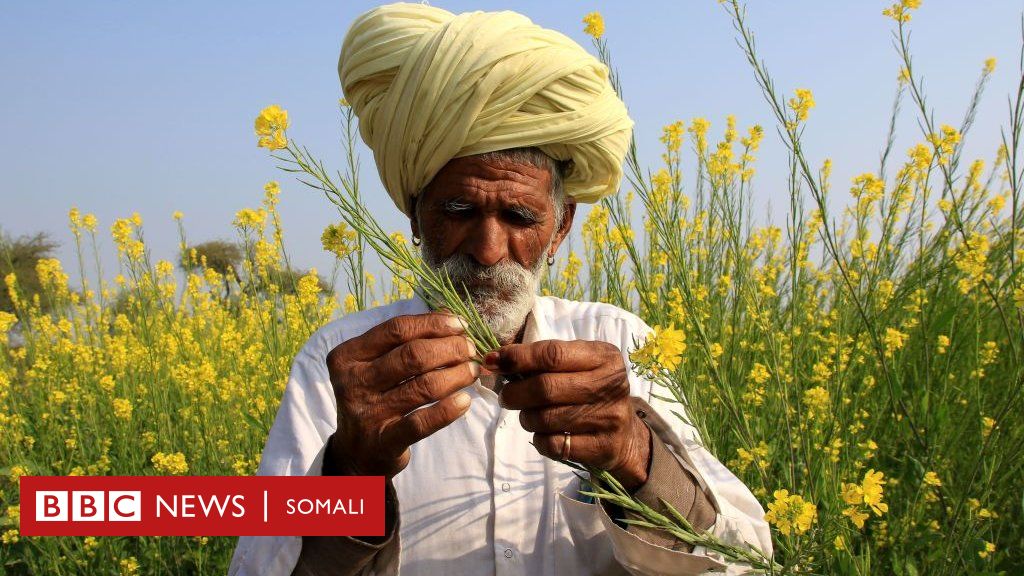 Caafimaadka iyo Cudurka corona: Talooyinka caafimaad ee ...