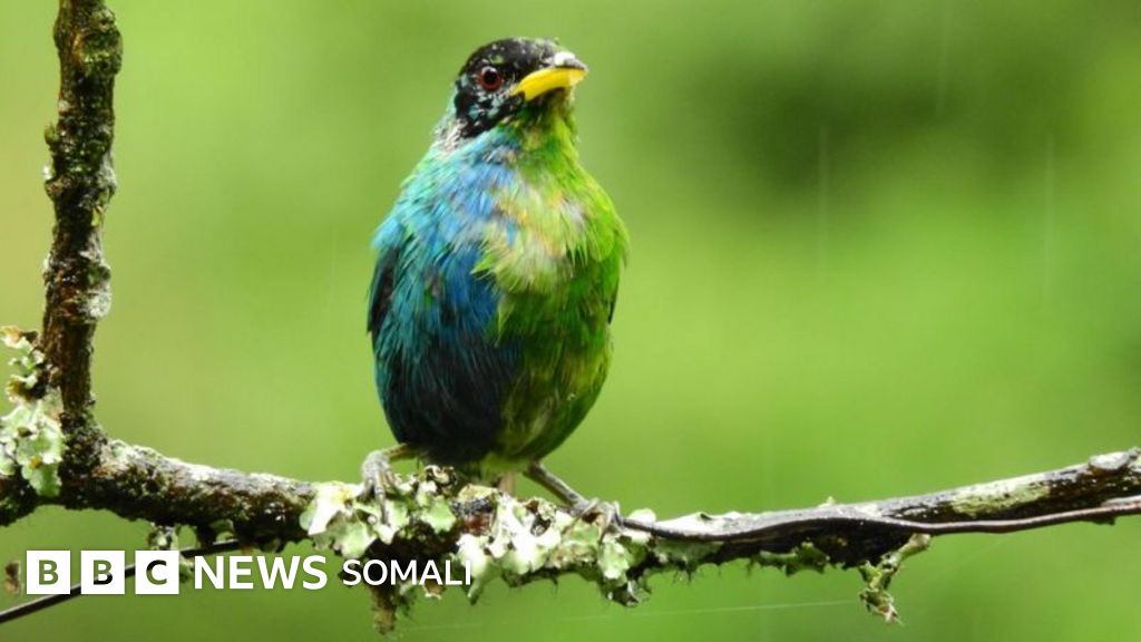 Donetskdagi katta kokraklar fotosurati
