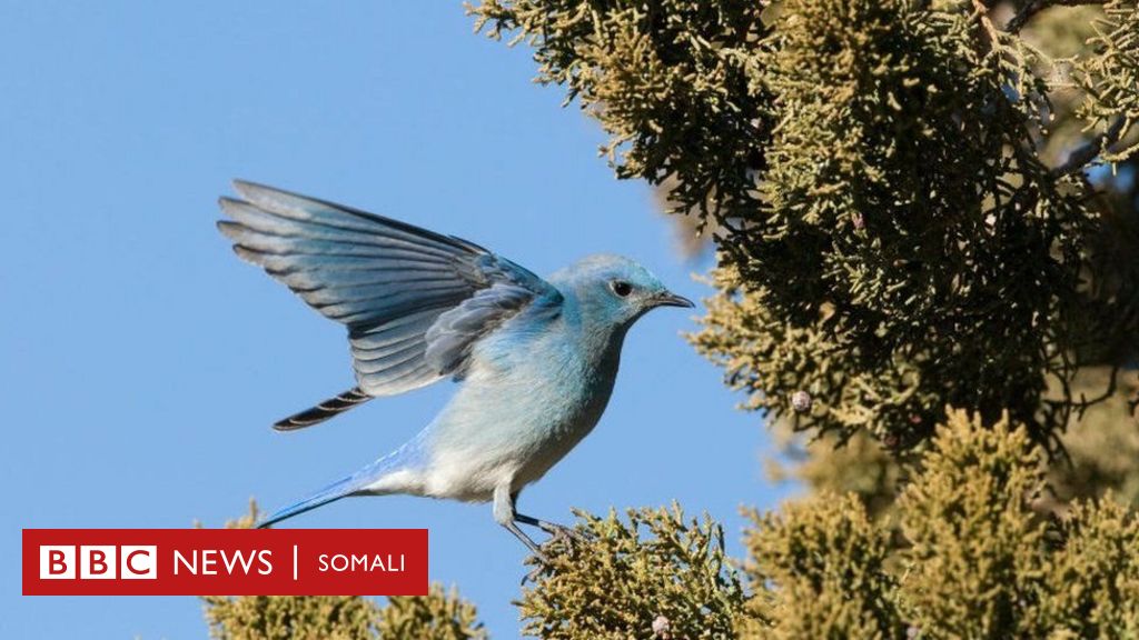 uTalk - Our second Somali proverb involves animals. Shimbirba shimbirkiisu  la duulaa translates to: each bird flies only with birds of its own kind.  We obviously have a similar proverb in English –