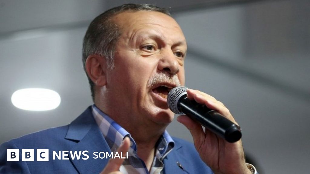 Mushuklar va eshaklardagi tatuirovkalar