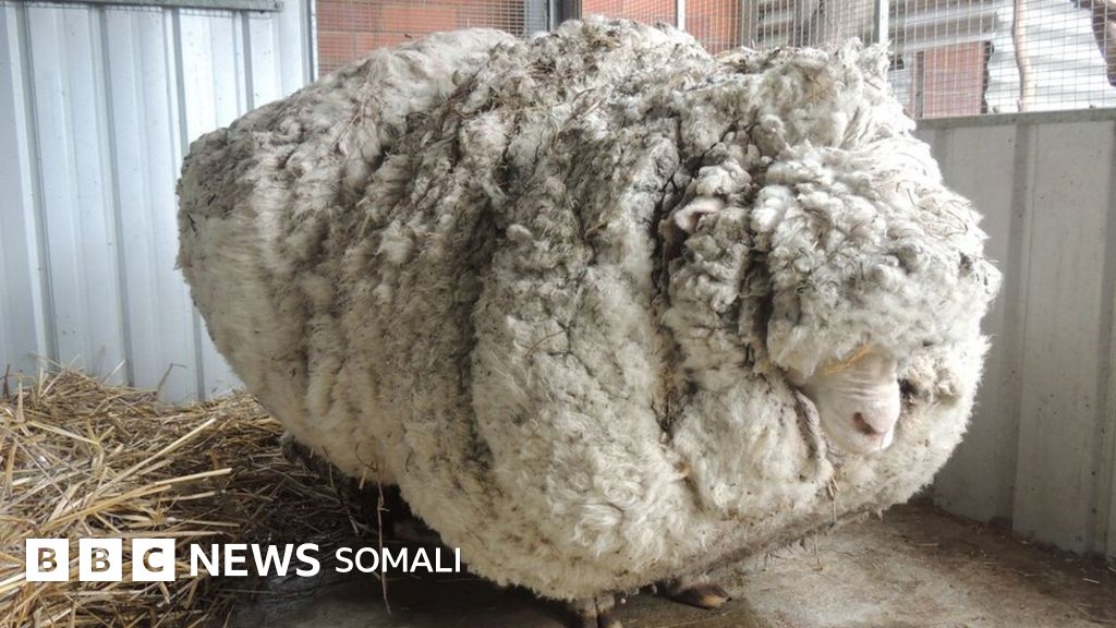 Kichik jinsiy olatli erkaklar uchun jinsiy pozitsiyalar
