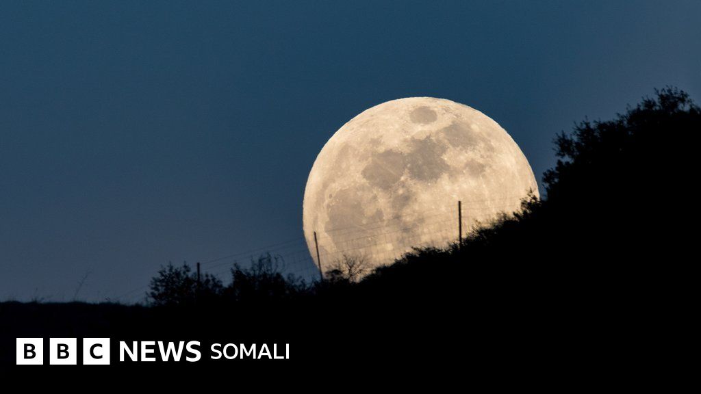 Ormondagi porno: Qizil qalpoqcha va Qor-oq