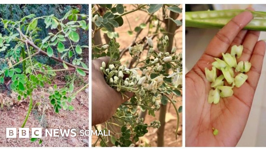 Oq libos porno video