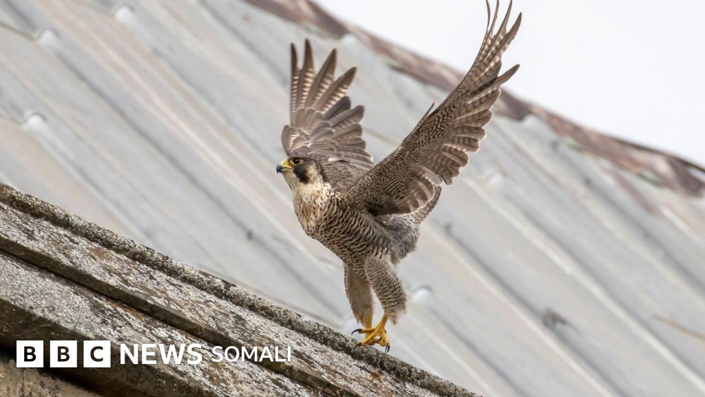 Qattiq shim kiygan katta dumba