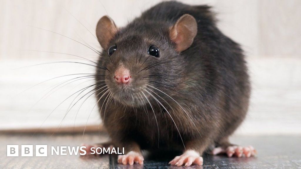 3D jinsiy aloqa oyin Chiroyli qiz va semiz yigit