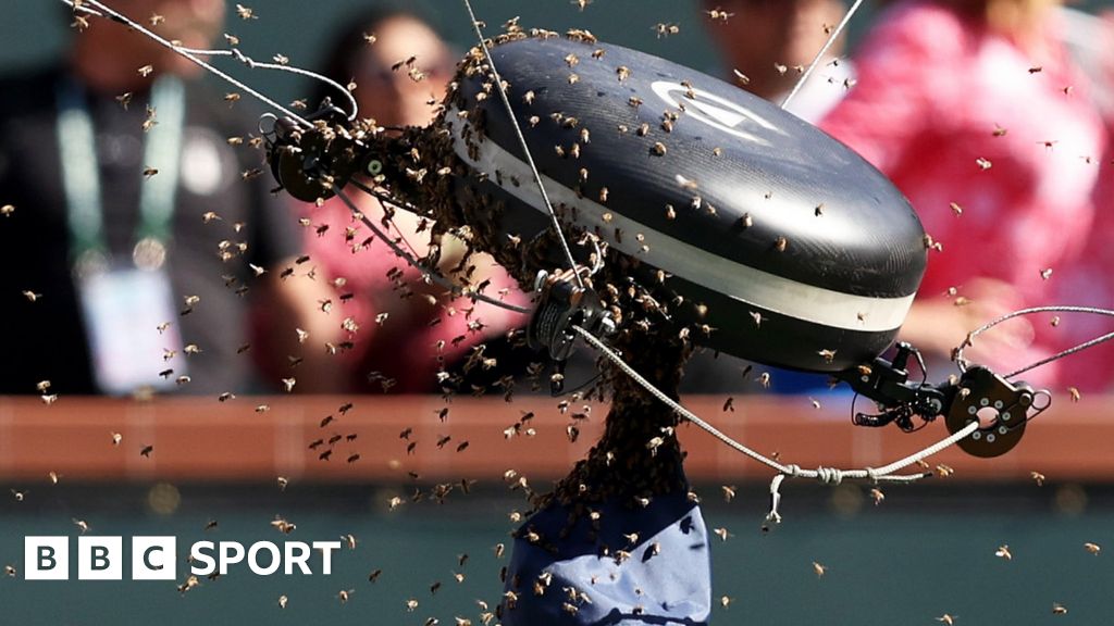 Indian Wells: Bees swarm court as Carlos Alcaraz beats Alexander Zverev