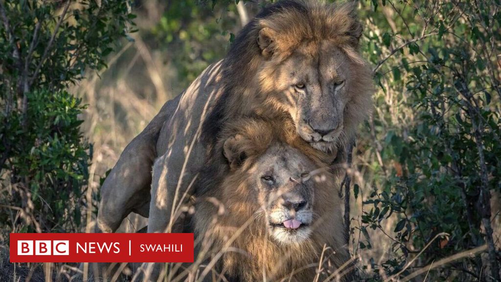 Simba ''wapenzi wa jinsia moja'' wapigwa picha Kenya - BBC ...