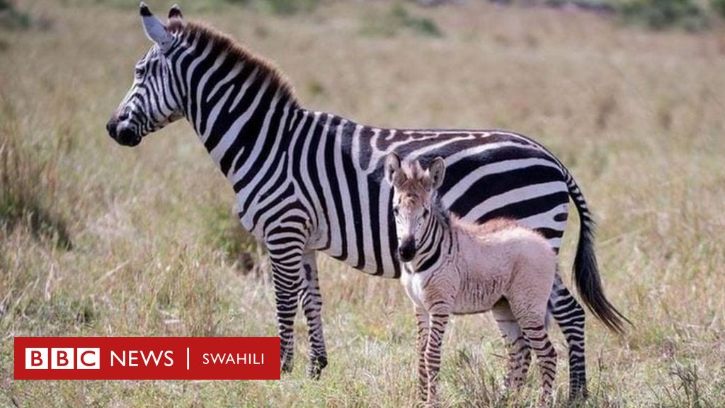 Pundamilia Alibino Apatikana Mbuga Ya Wanyama Pori Masai Mara Kenya Bbc News Swahili 