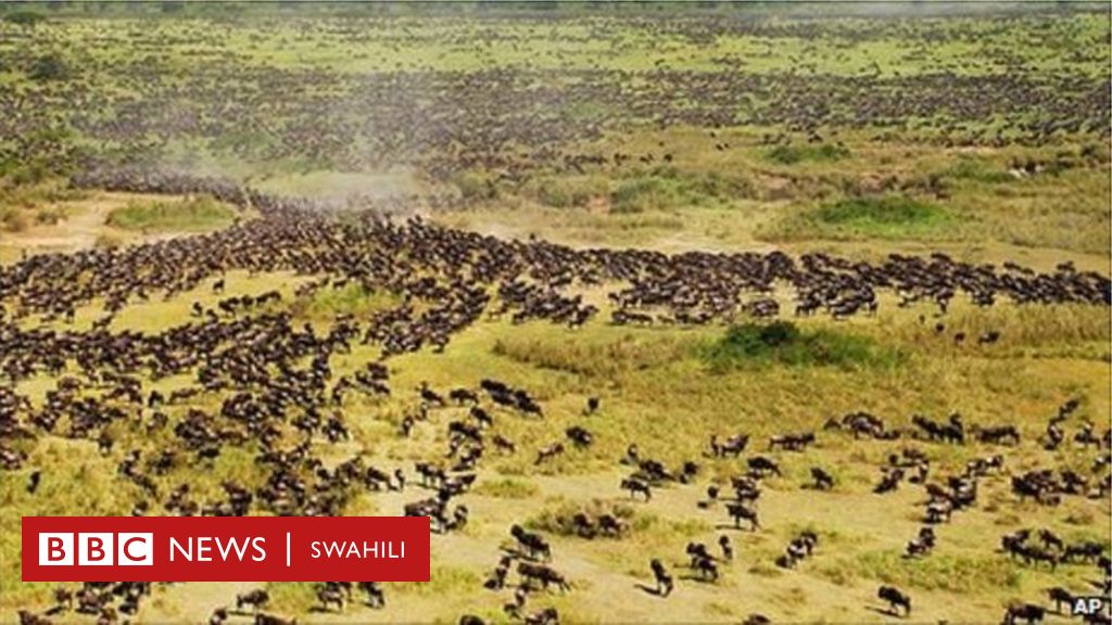 Mbuga Ya Wanyama Pori Ya Serengeti Ndio Bora Zaidi Afrika 2018 Bbc 