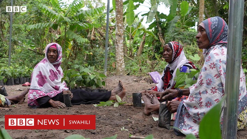 Mabadiliko Ya Tabia Nchi Jinsi Upandaji Miti Unavyohifadhi Mazingira Bbc News Swahili 