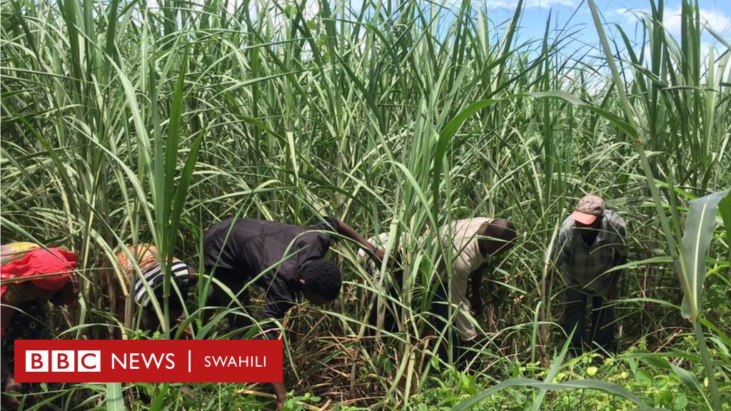 Teknolojia kuwasaidia wakulima wa miwa BBC News Swahili