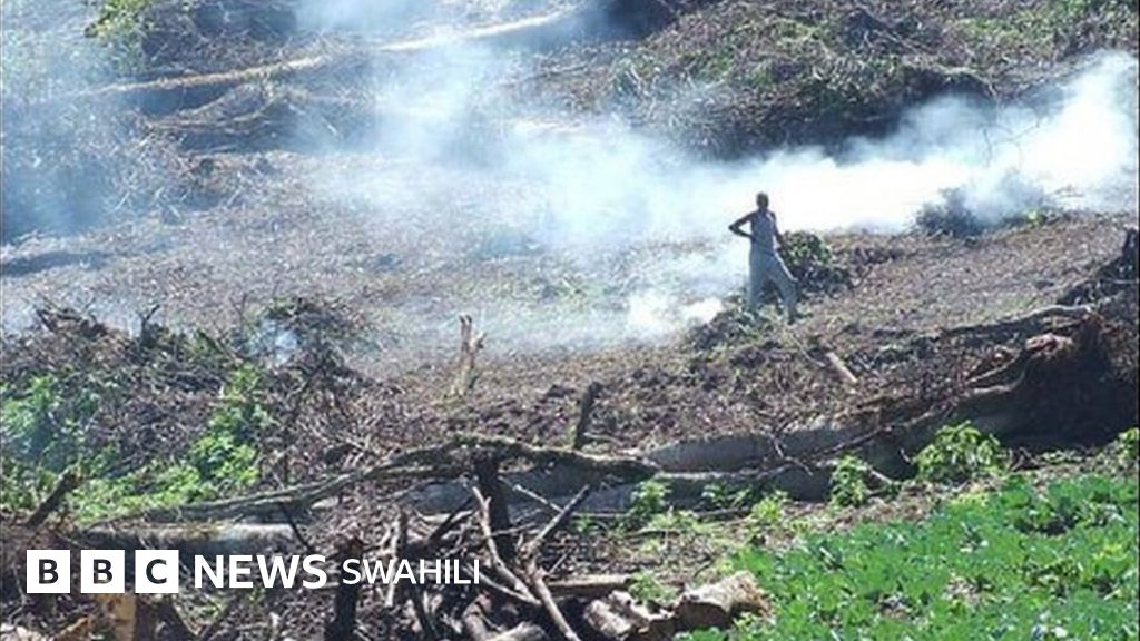 Msitu wa Mau Sababu zinazofanya eneo hilo kuzozaniwa Kenya BBC News Swahili