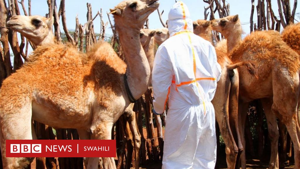 Virusi Vya Corona Vilivyopatikana Katika Ngamia Vinavyoua Kuliko Covid ...