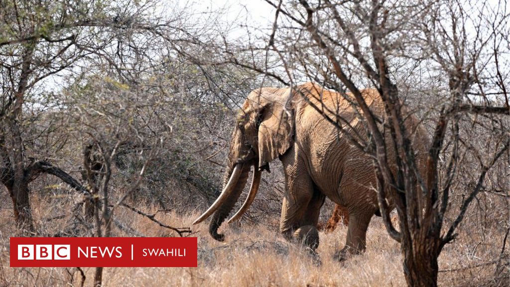 Wanyama Wakubwa Wa Porini Waongezeka Kenya Kwa Asilimia 72 Bbc News 