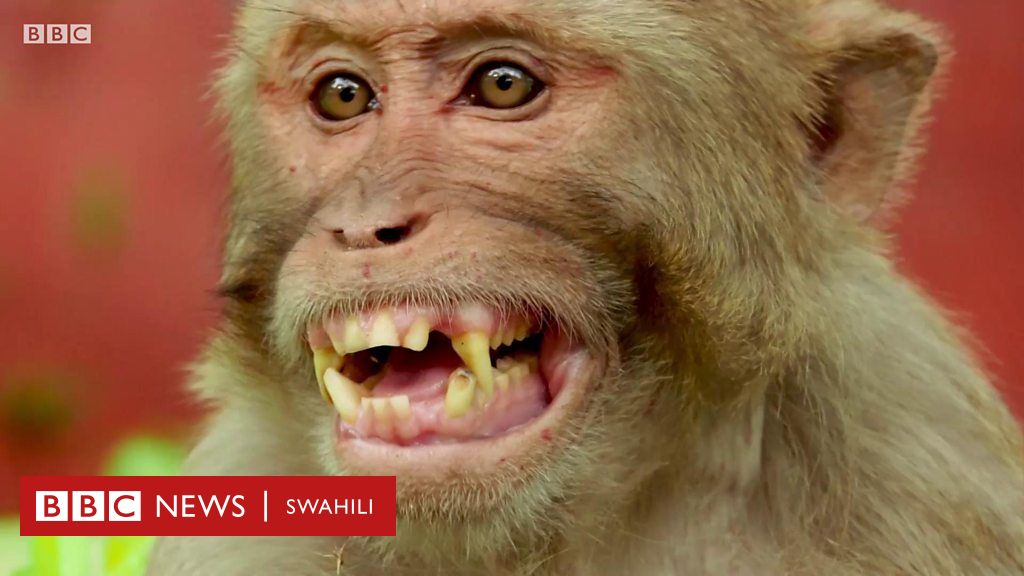 Wanasayansi Wapandikiza Jeni Za Ubongo Wa Binaadamu Ndani Ya Tumbili BBC News Swahili