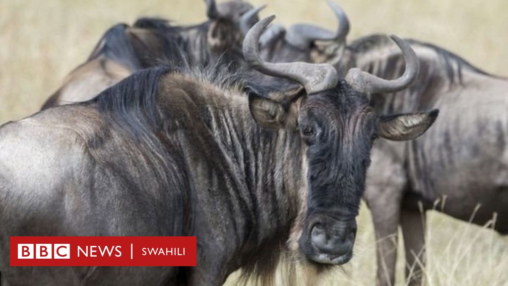 Mbuga Ya Maasai Mara Ndege Yaanguka Baada Ya Kugonga Nyumbu Wawili Kenya Bbc News Swahili 