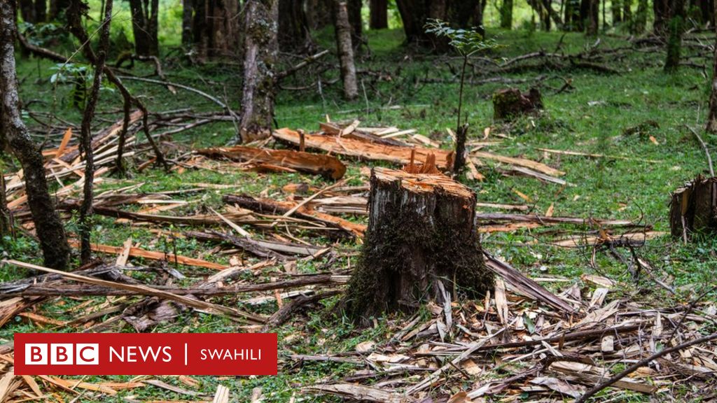 Kenya Yaondoa Marufuku Ya Ukataji Miti Bbc News Swahili