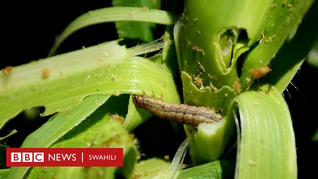 Viwavi Wanavyotishia Kilimo Cha Mahindi Kenya - BBC News Swahili