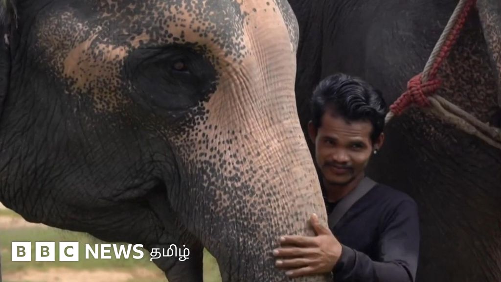 சுற்றுலா பயணிகளுக்காக காத்திருக்கும் 3000 யானைகள் - காணொளி