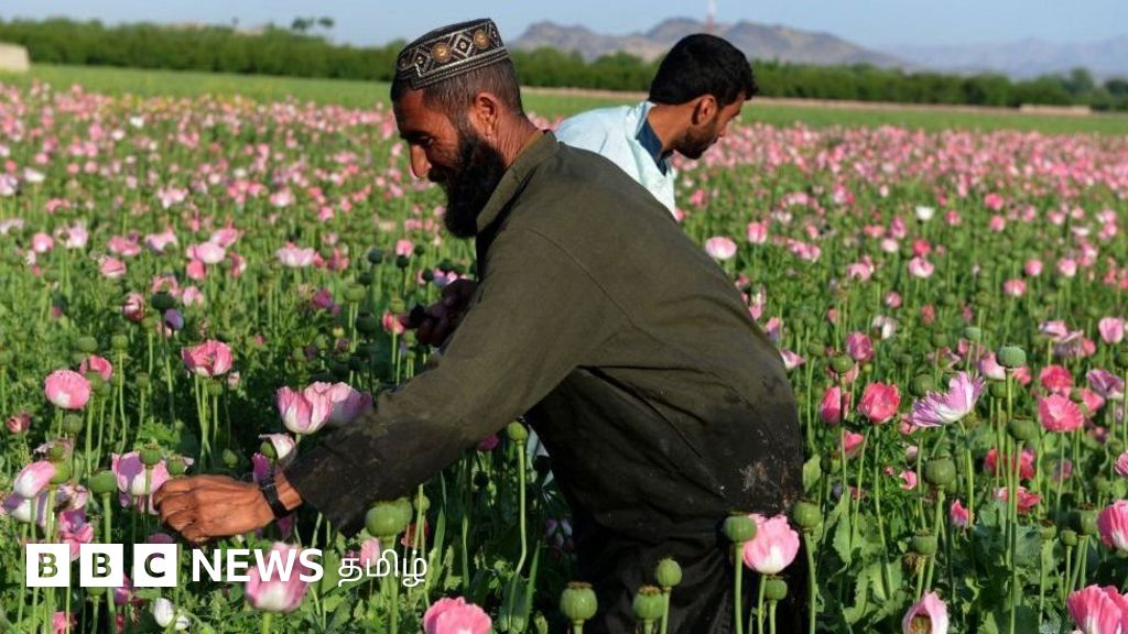 ஆப்கானிஸ்தான்: தாலிபன் ஆட்சியில் அதிகரித்துள்ள போதைப்பொருள் வர்த்தகம் - அரசின் நிலைப்பாடு என்ன?