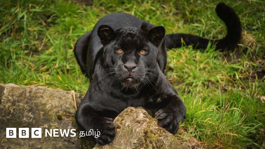 அழியும் கானுயிர்களை உயிர்ப்பிக்க இதோ புதிய தொழில்நுட்பம்