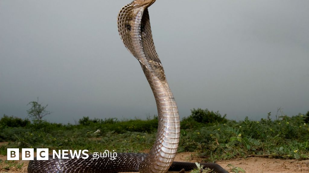 உலகில் பாம்புகளே இல்லையென்றால் என்ன நடக்கும்?