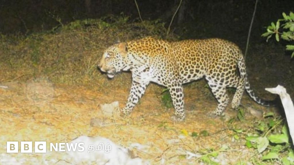 மயிலாடுதுறை, அரியலூர்: ஊருக்குள் வந்த சிறுத்தை என்ன செய்கிறது? - விளக்கும் வனவிலங்கு நிபுணர்