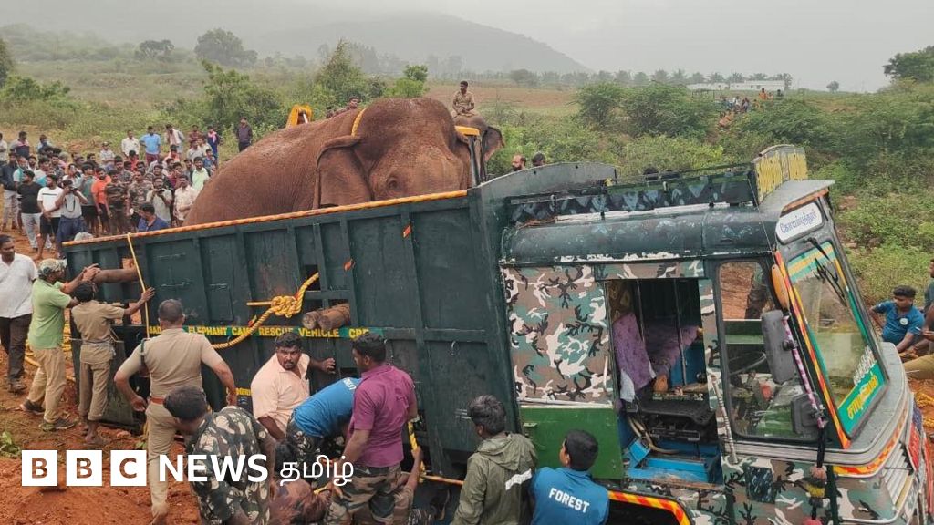 தமிழக வனத்துறை பிடித்து இடமாற்றம் செய்த 2 யானைகள் இறந்தது ஏன்? சிறப்புக் குழு அமைக்கப்பட்டதன் பின்னணி