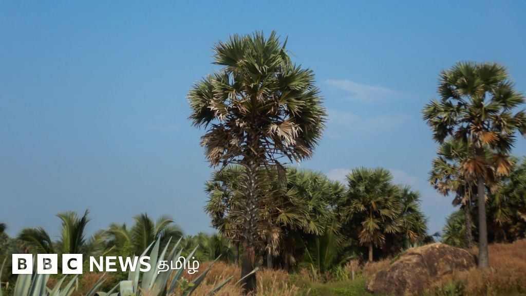தமிழ்நாடு: பனை மரங்கள் கடலரிப்பை தடுக்கும், நிலத்தடி நீரை சேமிக்கும் என்பது உண்மையா? 