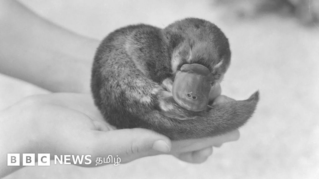 சர்ச்சிலுக்கு அனுப்பிய 'வாத்தலகிக்கு' நடுக்கடலில் ஹிட்லர் படை குறியா? தீராத இரண்டாம் உலகப்போர் மர்மம்