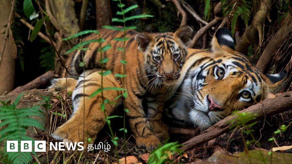 தமிழக - கர்நாடக எல்லையில் தாய்ப் புலி, 3 குட்டிகள் சந்தேக மரணம் - மேய்ப்பர்கள் காரணமா? முழு பின்னணி