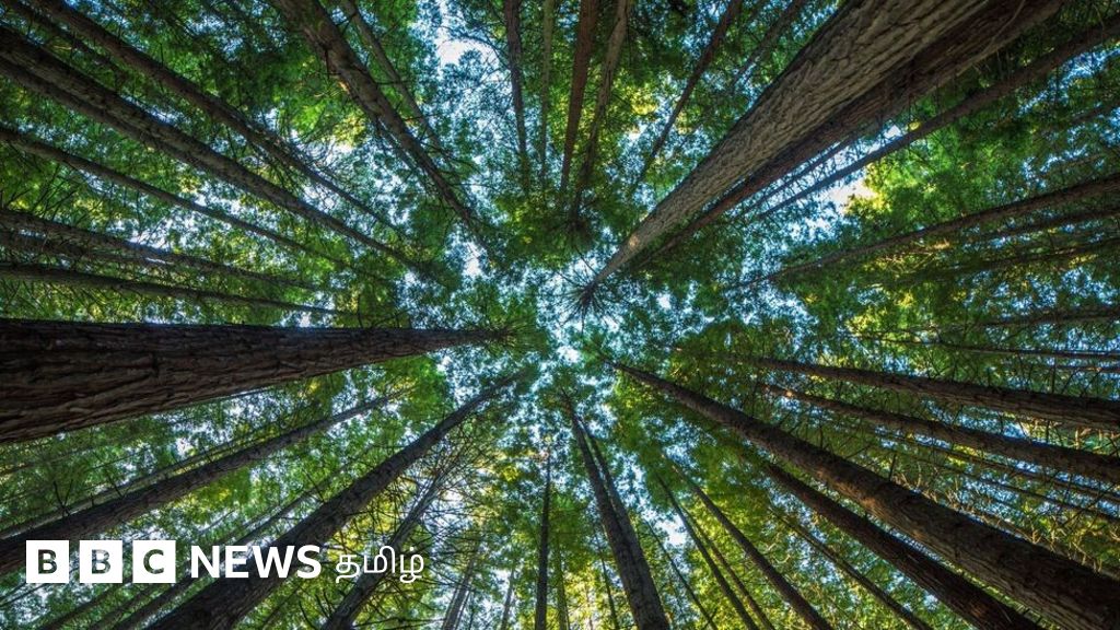 பசுமை பாலைவனமாகிறதா கொடைக்கானல்? எச்சரிக்கும் ஆர்வலர்கள்