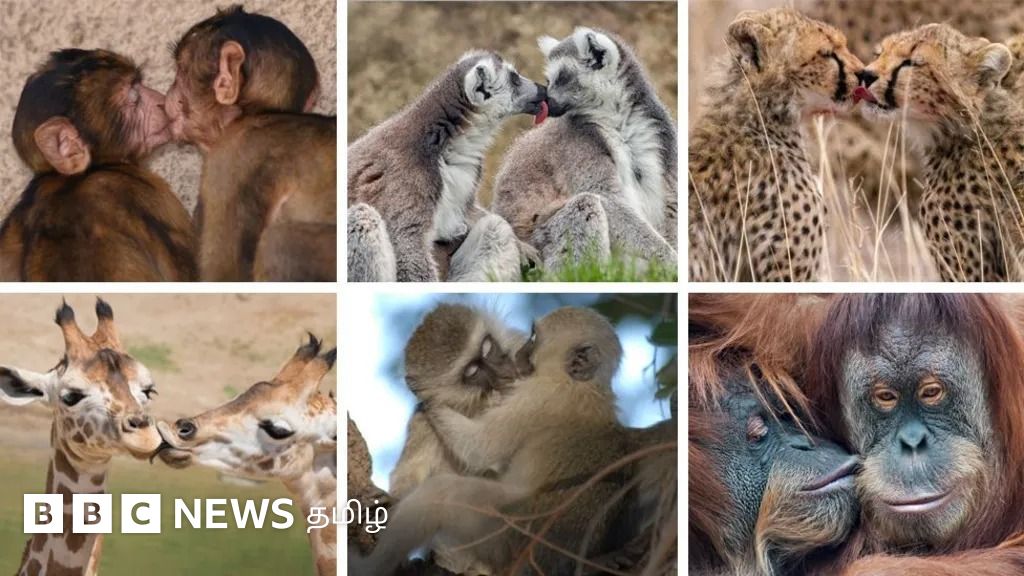 உலகின் முதல் முத்தம் தோன்றியது எப்போது? - விடை கூறும் புதிய ஆய்வு