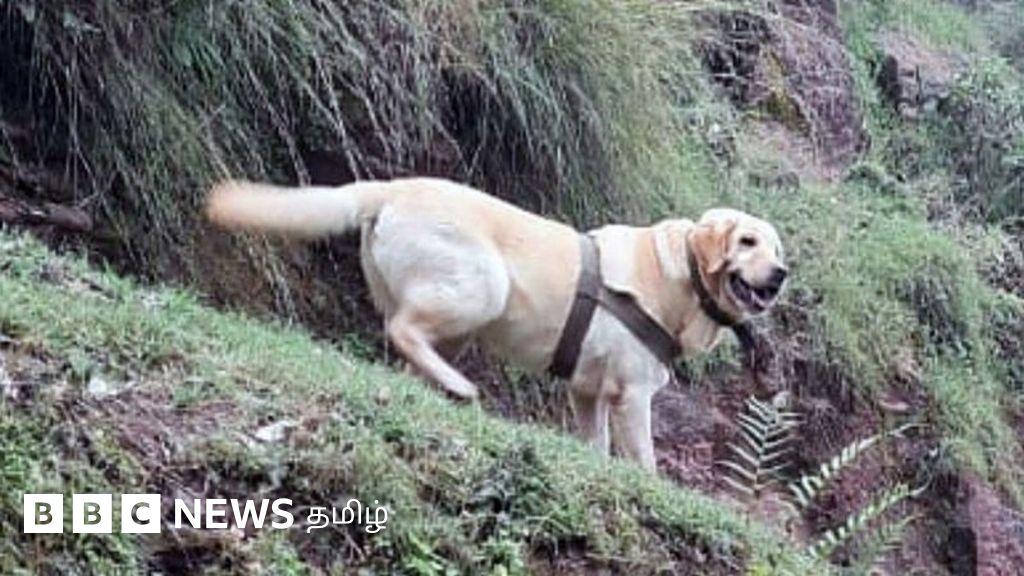 ஜம்மு -காஷ்மீர்: உயிர்த் தியாகம் செய்து ராணுவ வீரர்களை காத்த இந்திய ராணுவ நாய் 'கென்ட்'