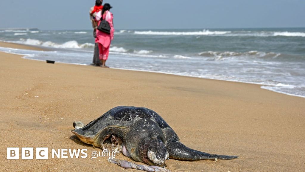 ஆலிவ் ரிட்லி: மீனவர்கள் தெய்வமாக வழிபடும் இந்த ஆமைகள் சென்னை கடற்கரைகளில் இறந்து கரை ஒதுங்குவது ஏன்?