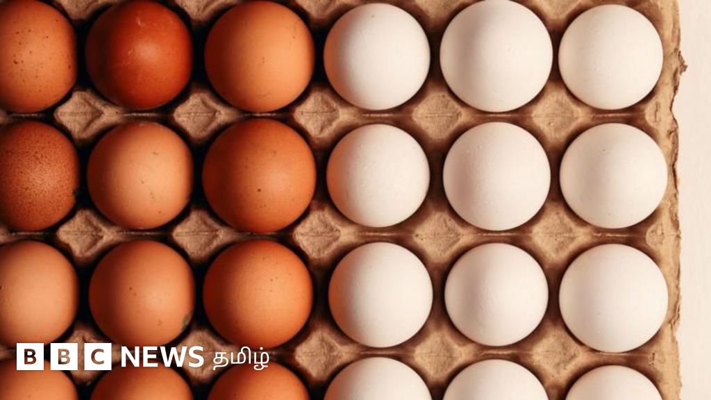 வெள்ளை முட்டையைவிட பழுப்பு முட்டையில் அதிக ஊட்டச்சத்து உள்ளது என்பது உண்மையா?
